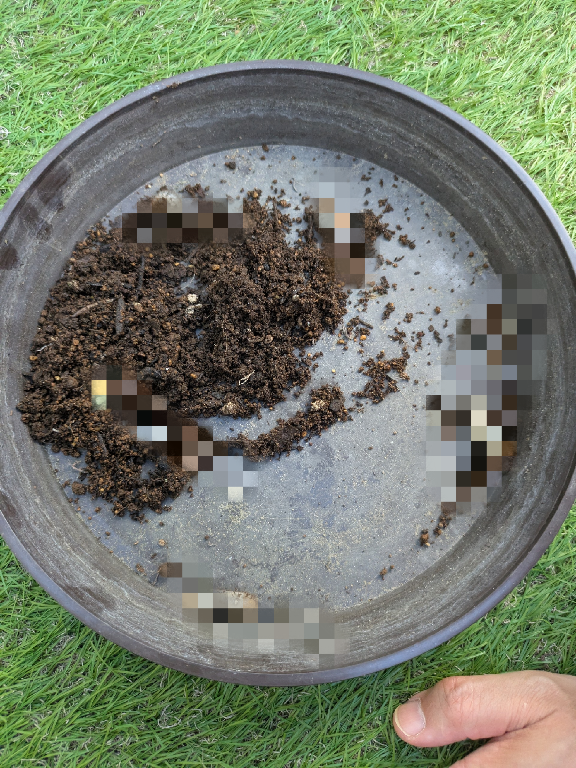 畑や庭で見つかる幼虫、その正体は？カブトムシ？それともコガネムシ？